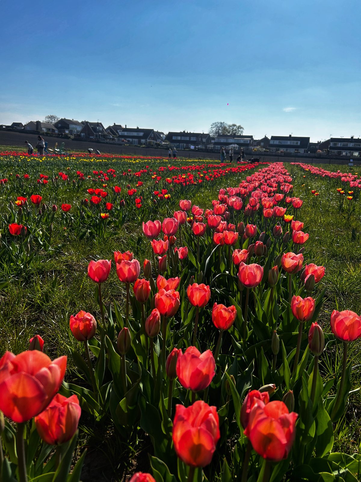 Dogs have been banned from Farmer Copleys Tulip Festival