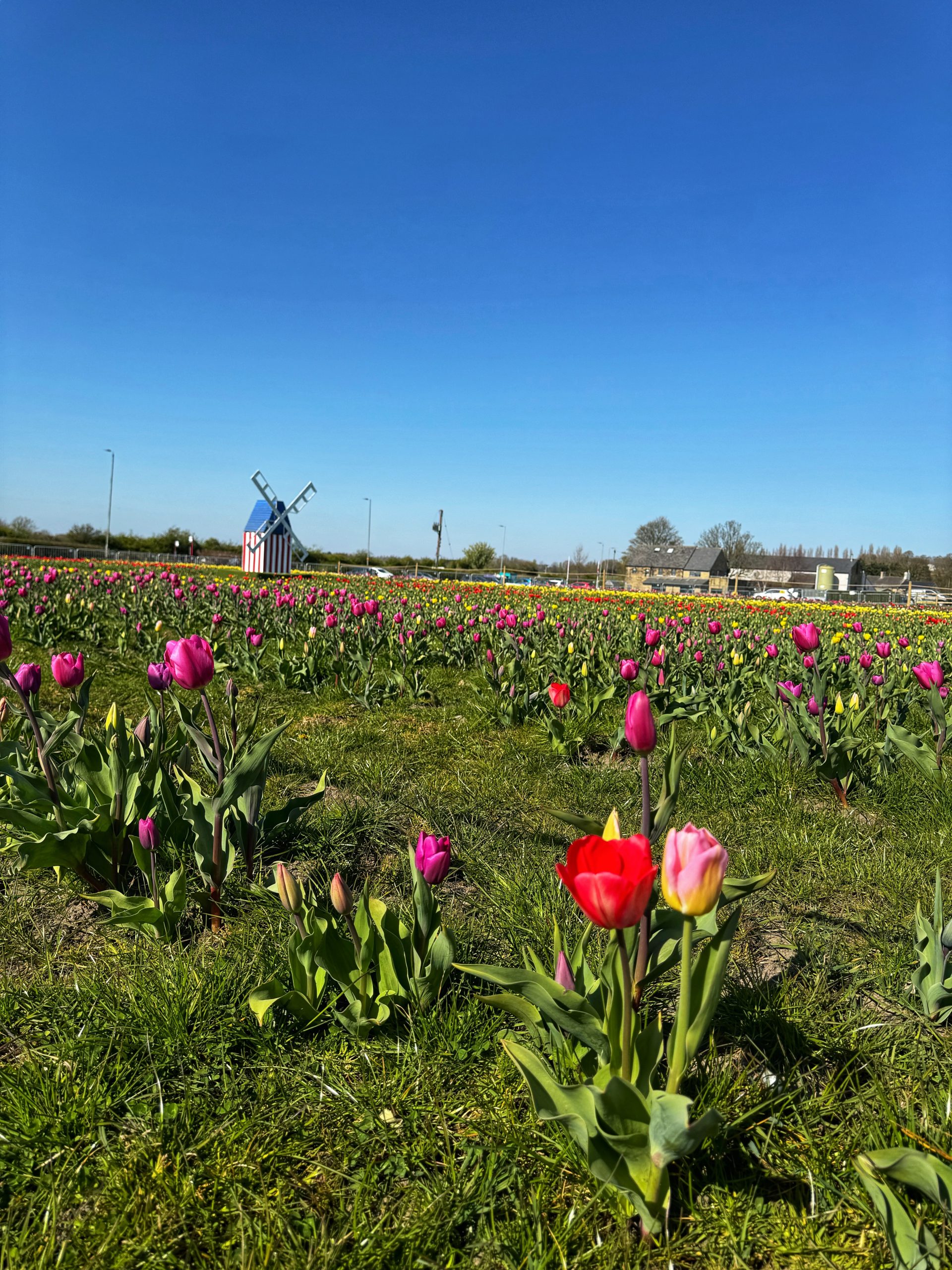 Dogs have been banned from Farmer Copleys Tulip Festival
