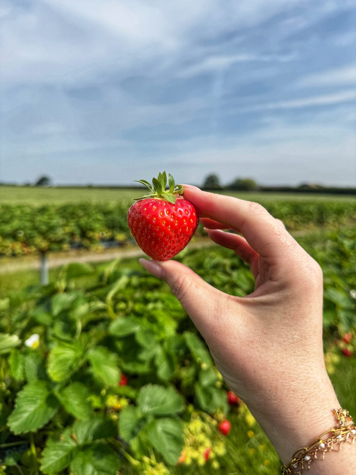 Farmer Copleys is offering free strawberry picking today