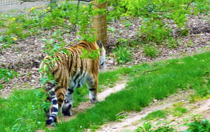 Yorkshire Wildlife Park shares major update after man killed in tiger attack
